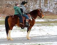 beginner-quarter-horse