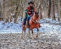 beginner-safe-kid-pony-quarter-horse