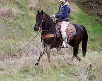 ranch-work-quarter-horse