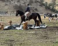 ranch-quarter-horse