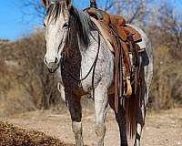 quarter-horse