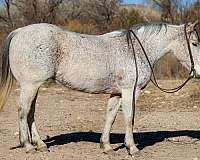 ranch-work-quarter-horse