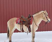 fjord-horse-for-sale