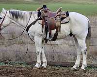 quarter-horse