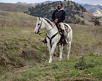 ranch-work-quarter-horse