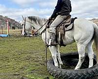 trail-quarter-horse