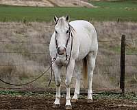 ranch-quarter-horse