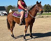 trail-riding-quarter-horse