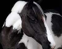 black-white-pony