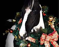 pinto-black-white-pony