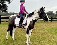 dressage-welsh-pony