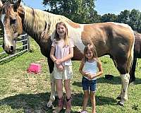 beginner-saddlebred-horse