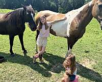 trail-saddlebred-horse