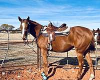 appendix-horse-for-sale