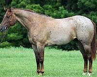 all-around-quarter-horse