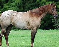 athletic-quarter-horse