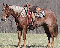 all-around-quarter-horse