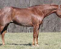 barrel-quarter-horse