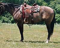 athletic-quarter-horse