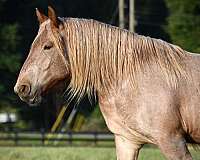 red-roan-aba-mare