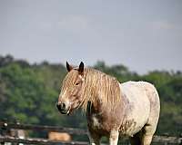 red-roan-aba-horse