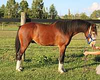 four-white-stockings-blue-eyes-horse