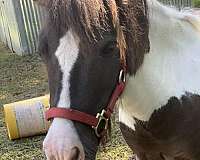 miniature-gelding