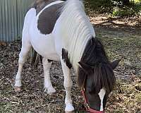 miniature-pony-for-sale