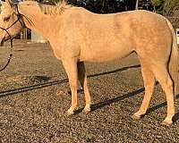 palomino-quarter-horse-mare