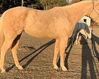 palomino-aqha-mare