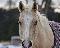 palomino-aqha-horse