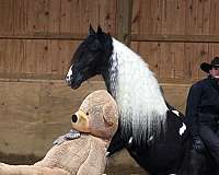 beginner-gypsy-vanner-horse