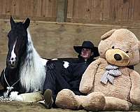 athletic-gypsy-vanner-horse