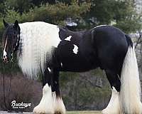 driving-gypsy-vanner-horse