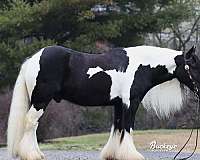 finished-gypsy-vanner-horse