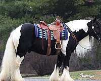 flashy-gypsy-vanner-horse