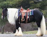 husband-safe-gypsy-vanner-horse