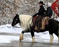 jumping-gypsy-vanner-horse