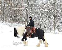 lesson-gypsy-vanner-horse