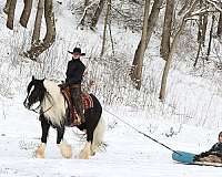 kid-safe-gypsy-vanner-horse