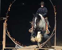 ridden-english-gypsy-vanner-horse