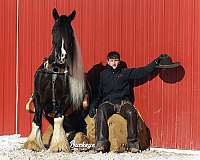 parade-gypsy-vanner-horse