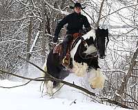 mounted-patrol-gypsy-vanner-horse