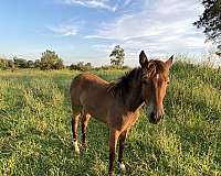 tennessee-walking-filly