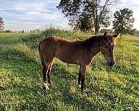 tennessee-walking-horse-for-sale