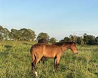 tennessee-walking-horse