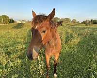 standardbred-filly