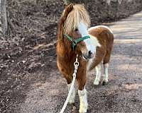 miniature-gelding