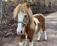 miniature-pony-for-sale