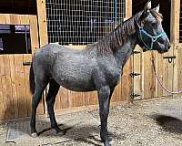 grey-racking-rocky-mountain-filly